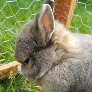 Meet your Posher, Joy